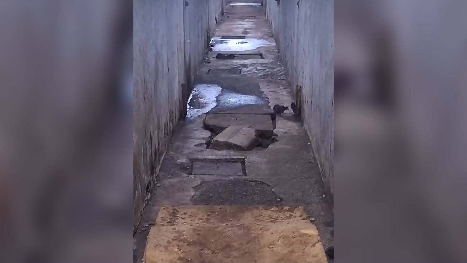 Ratos dentro do Copemcan acendem alerta sobre condições sanitárias na unidade prisional
