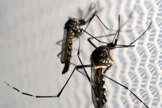 Aedes aegypti: quase metade dos municípios está em alerta ou risco