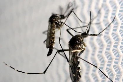 Aedes aegypti: quase metade dos municípios está em alerta ou risco